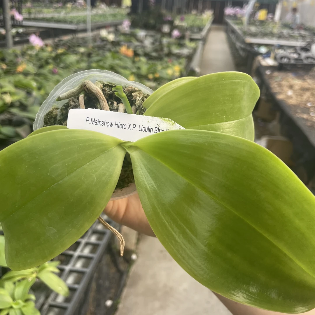 2.5寸 P.Mainshow Hiero X柳林蓝鹰-抽梗苗 原生趣味 蝴蝶兰