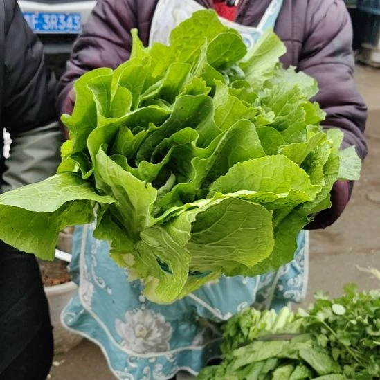 中国大陆化作本地爬地白大白菜10斤装