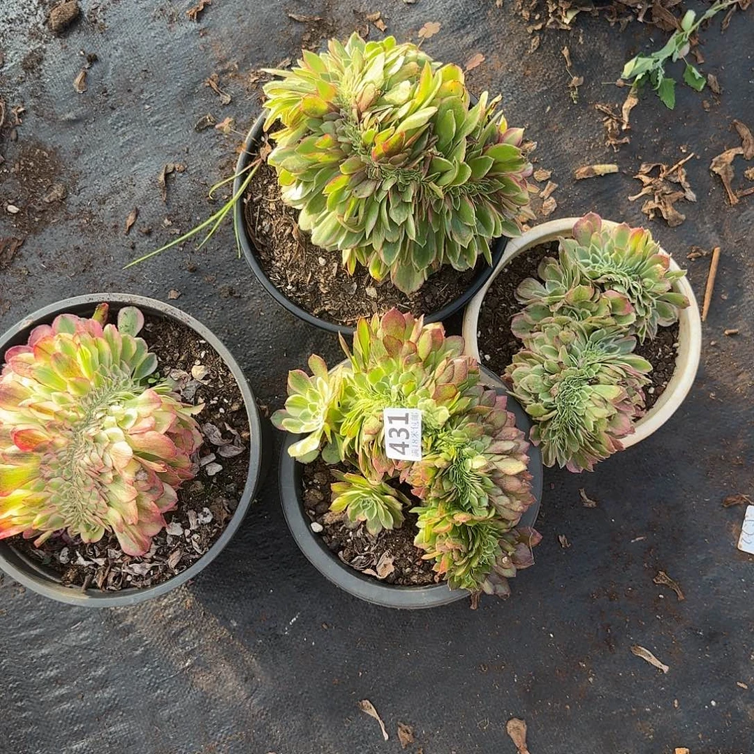 431缀化4个不同品种