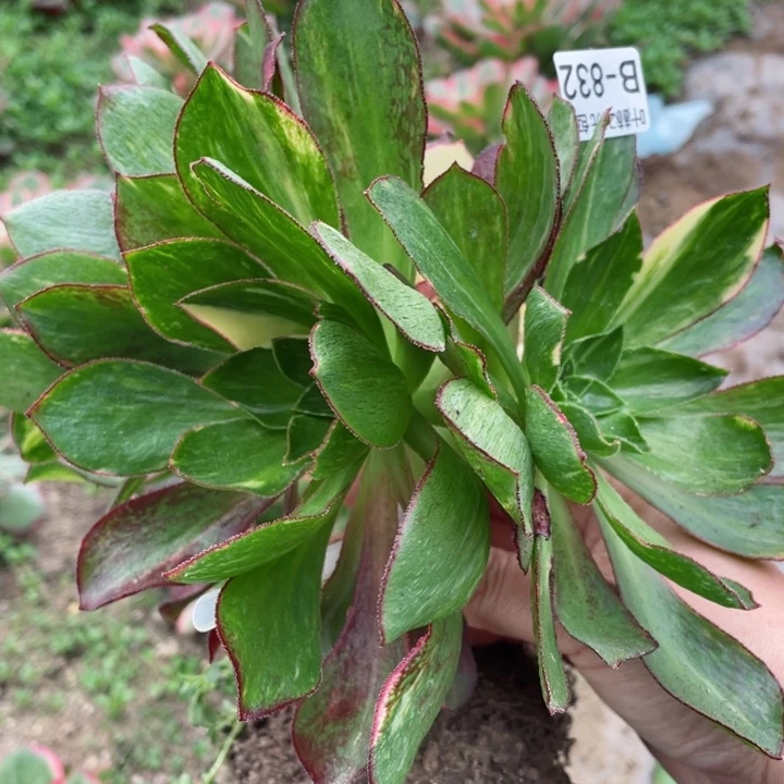 832魅影七彩有砍不包掉头12345678