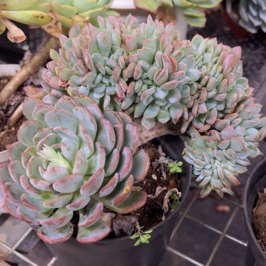 玛瑙缀整装整板子大盆
