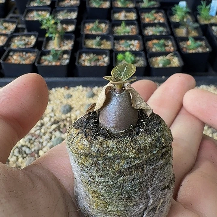 ****酒索科特拉沙漠玫瑰