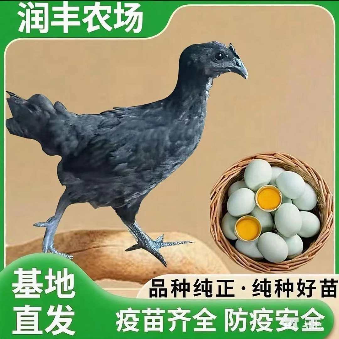 （12只）纯种五黑一绿鸡绿壳蛋林间散养宠物鸡半斤左右发货顺丰包邮