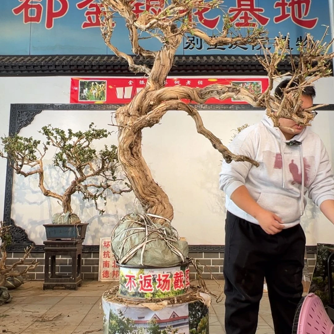 无花朵金银花66666666666666