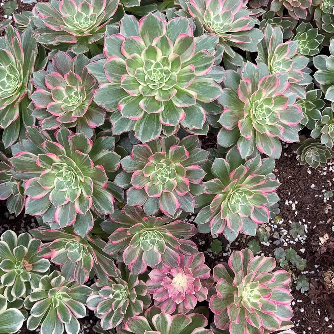 璞***豆精品多肉植物红豆姐鸿运