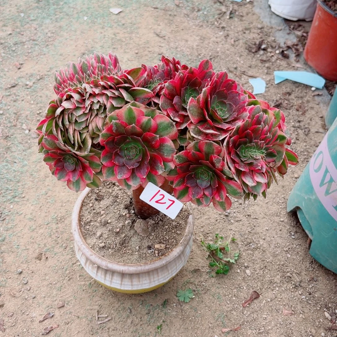 127雨荷缀化多肉植物