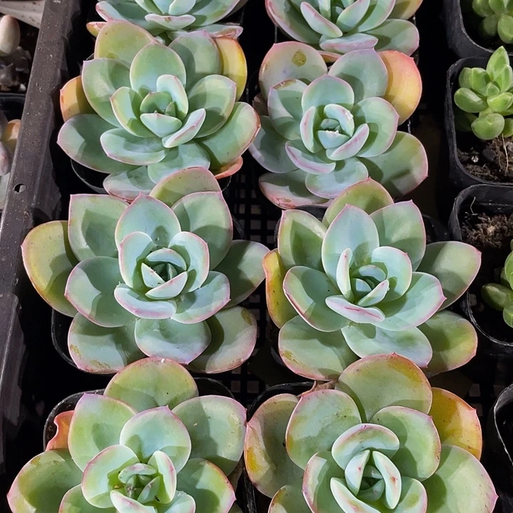 布鲁兰带盆土发货