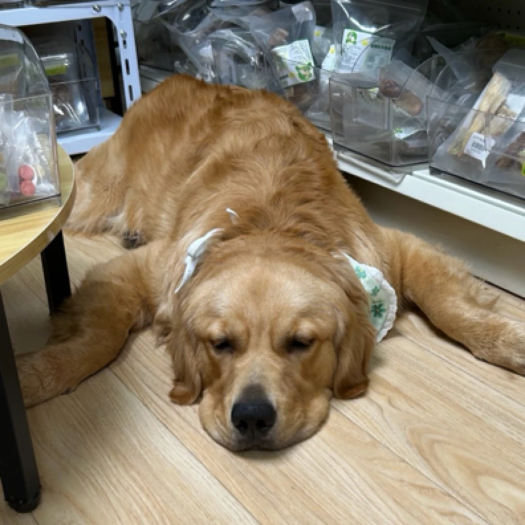 毛孩殿下福利来啦（补差价专用链接，是补差价的)