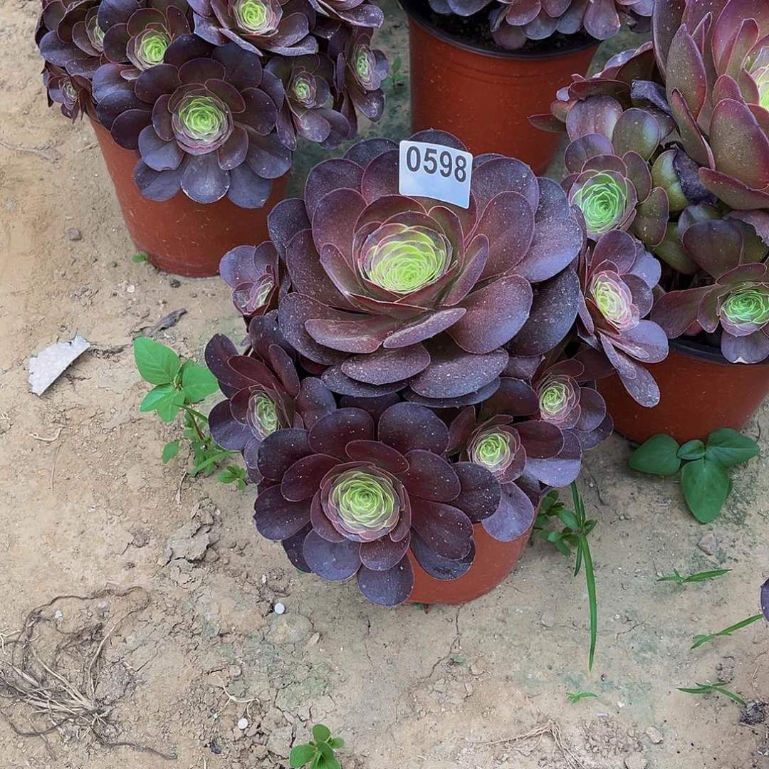 慧**心魅金一物一拍0598