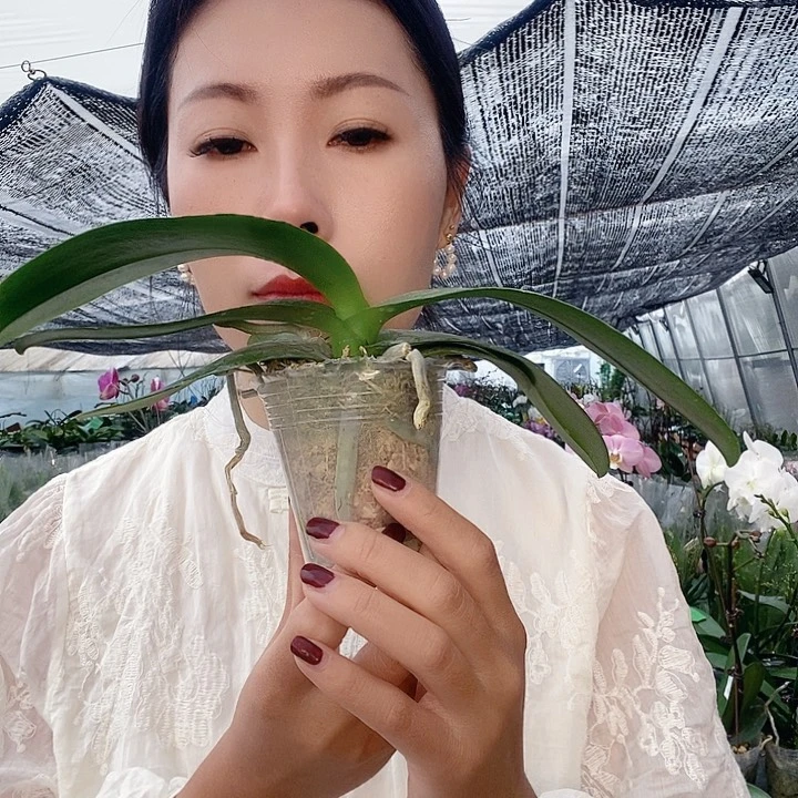 无花朵玛卡龙60蝴蝶兰