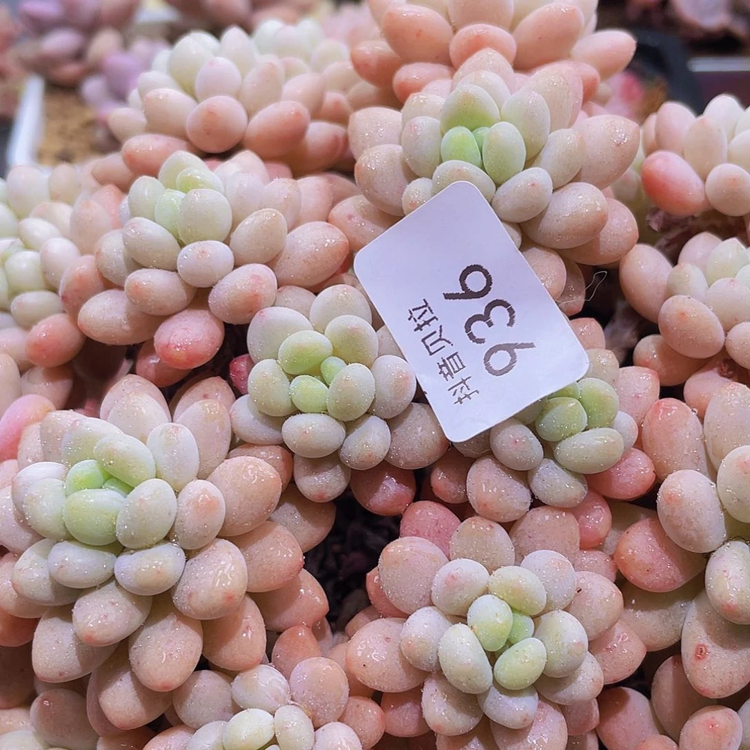 卡***?936精品多肉一物一拍