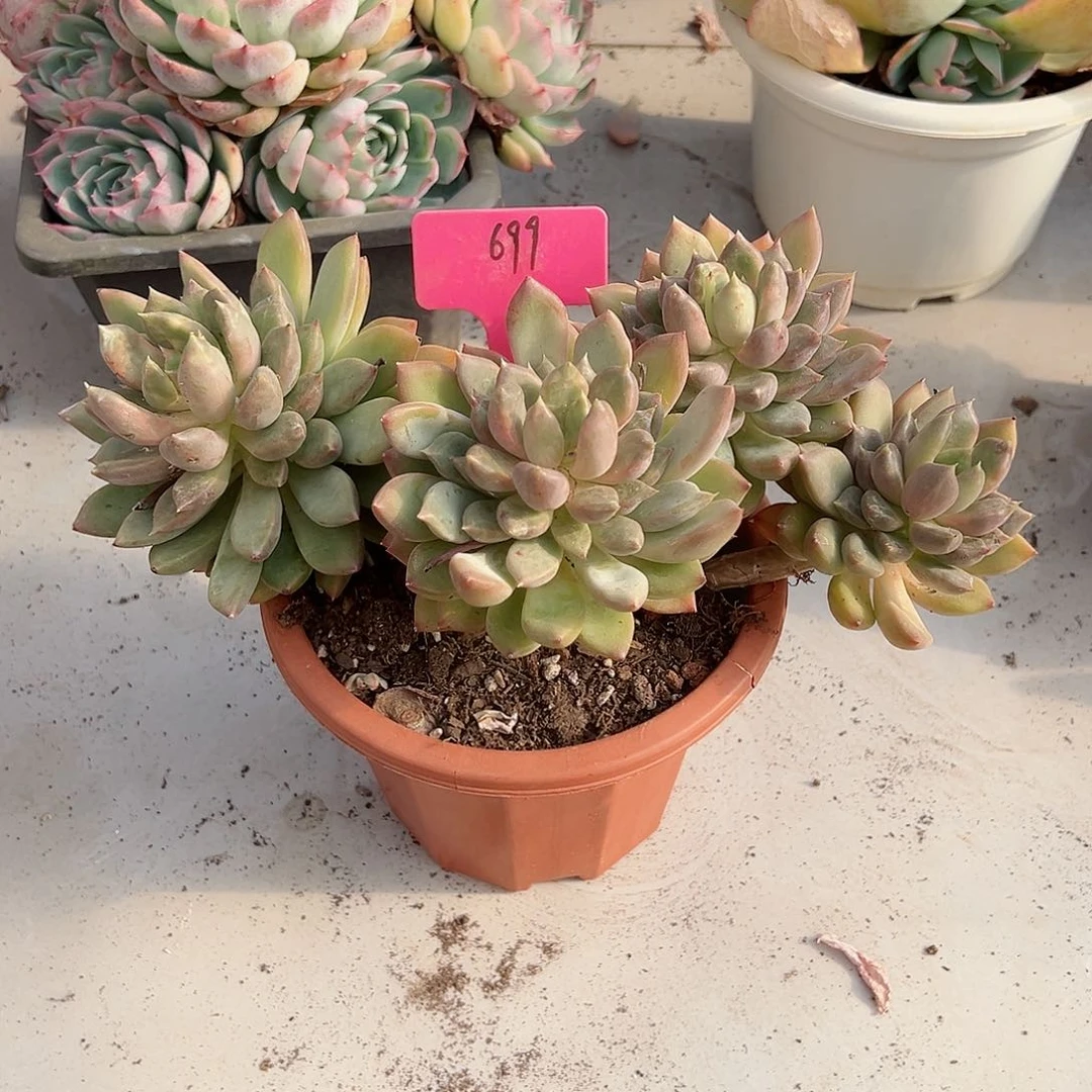 修*699象牙多肉植物