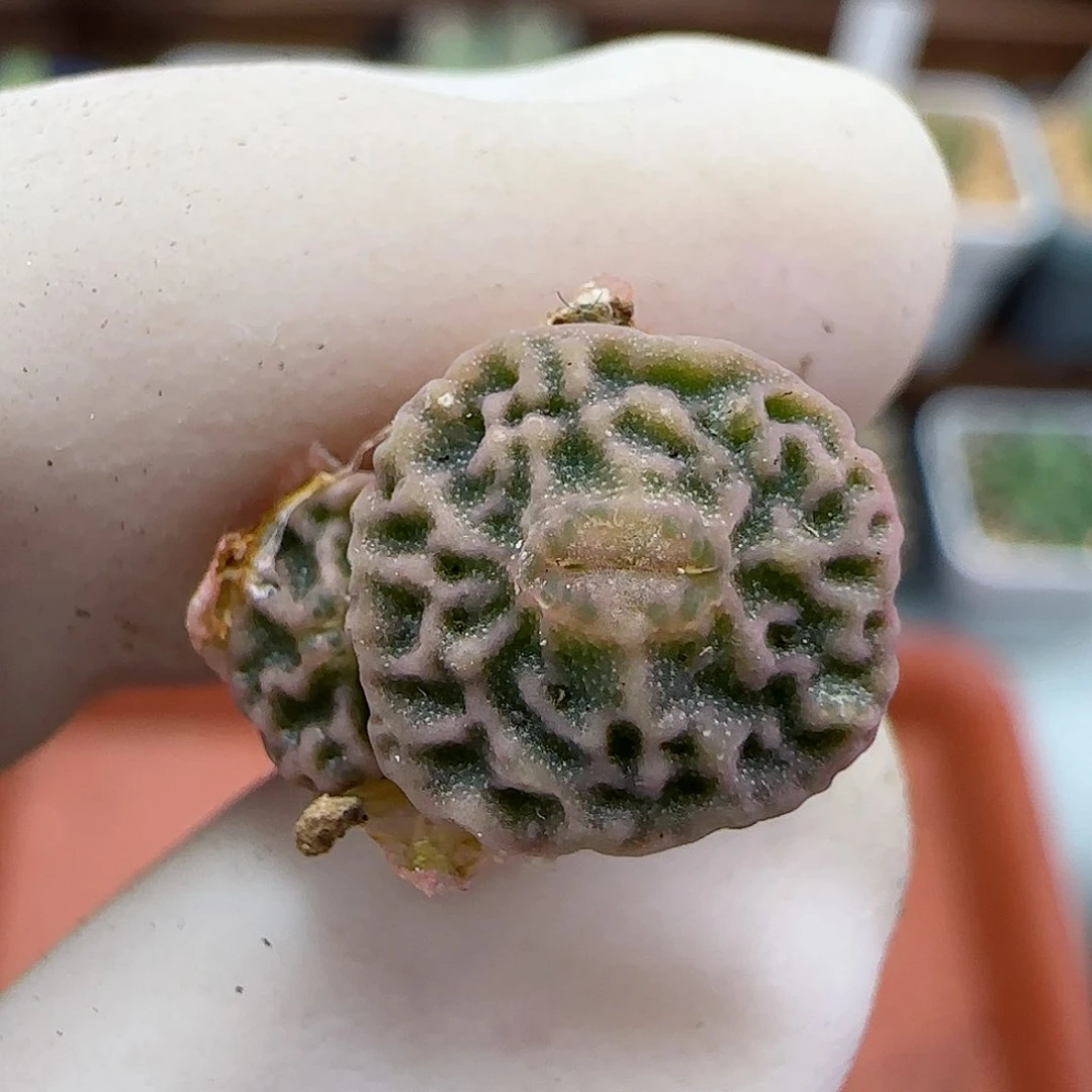 959超级烧麦优选