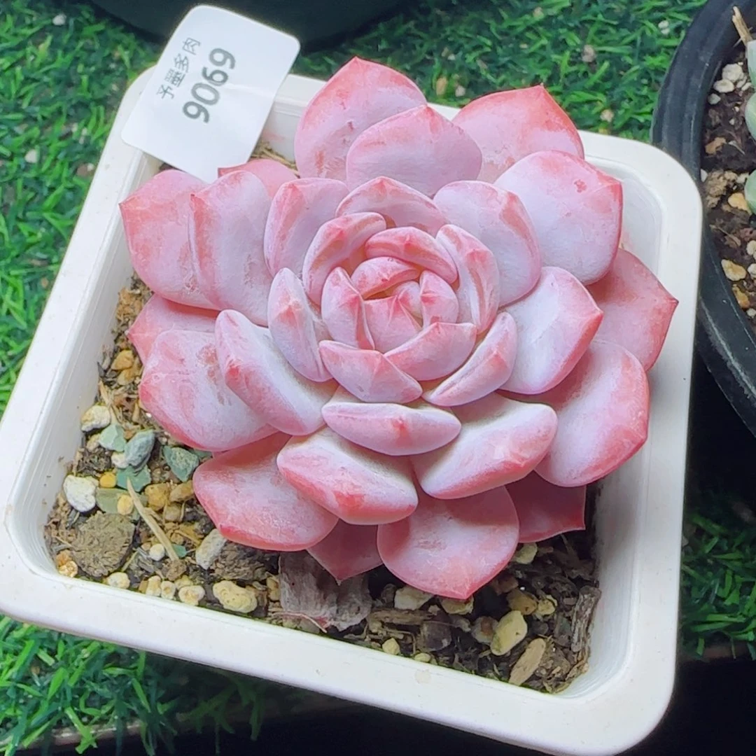 星星橙，9069多肉植物