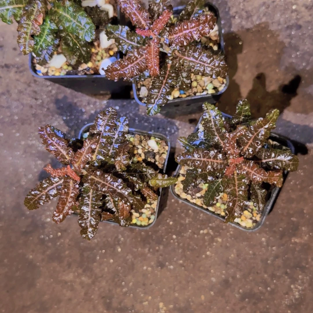 块根植物块根植物