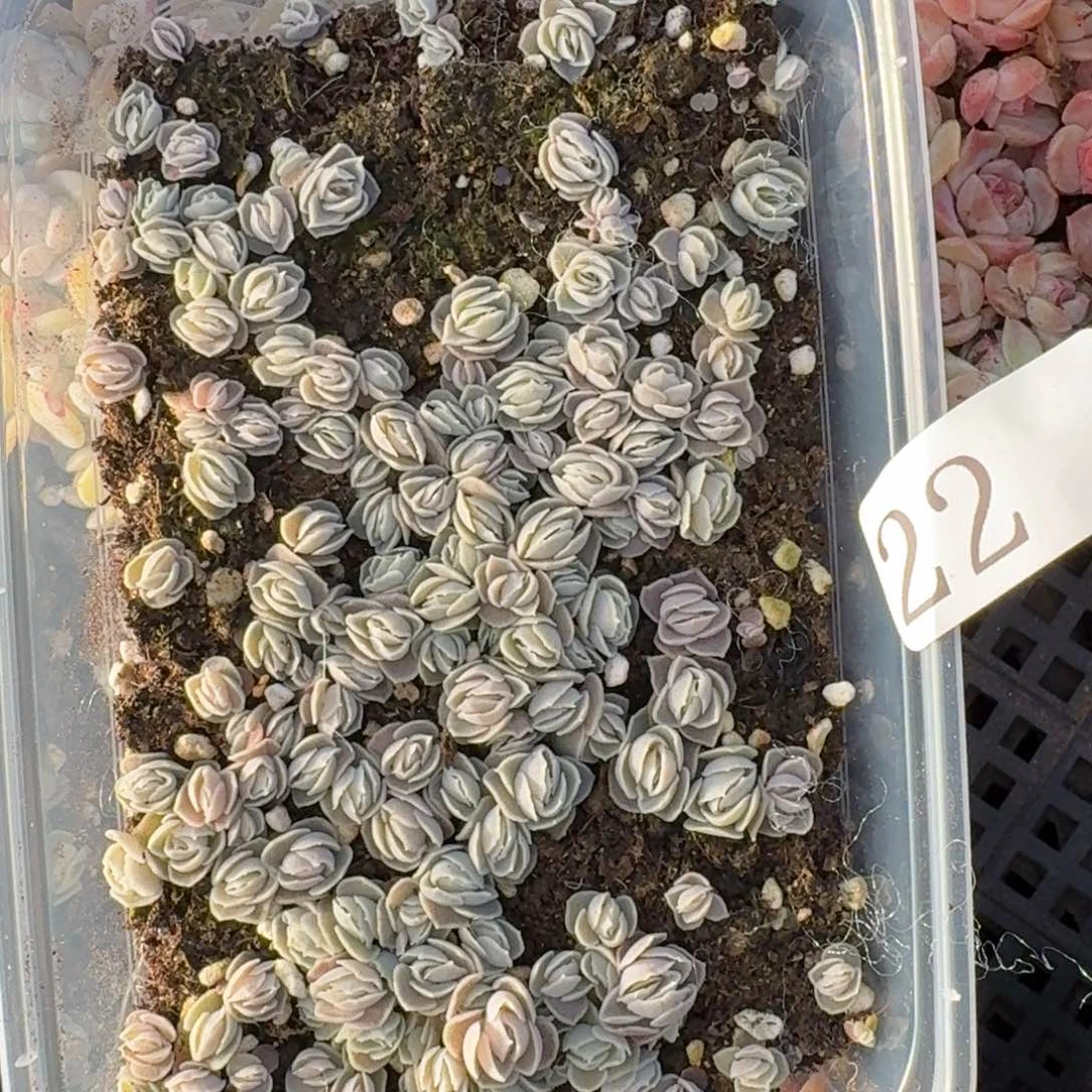 多肉植物多肉植物22