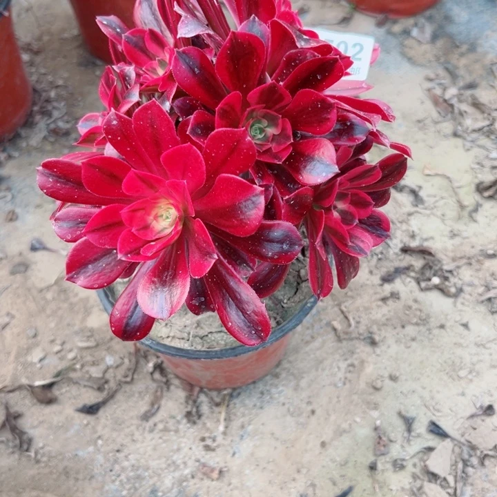 502美杜莎多肉植物