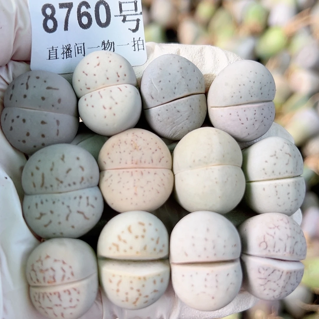 8760 好养易活生石花大母本12个大白部分有点干特了