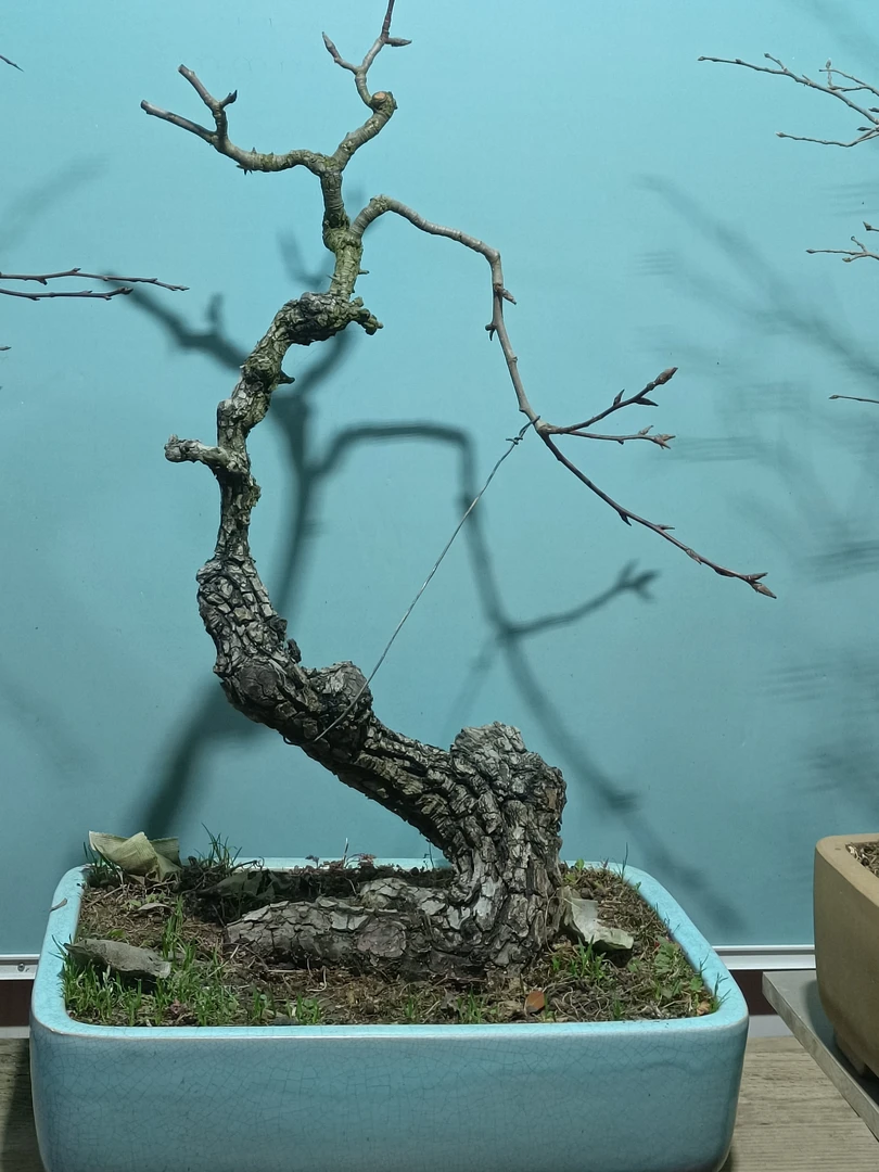 棠梨精品盆景盆栽