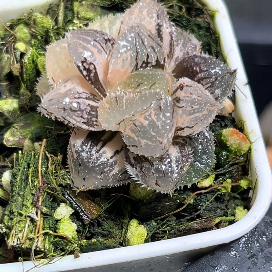 半***殇恭喜发财大吉大利575