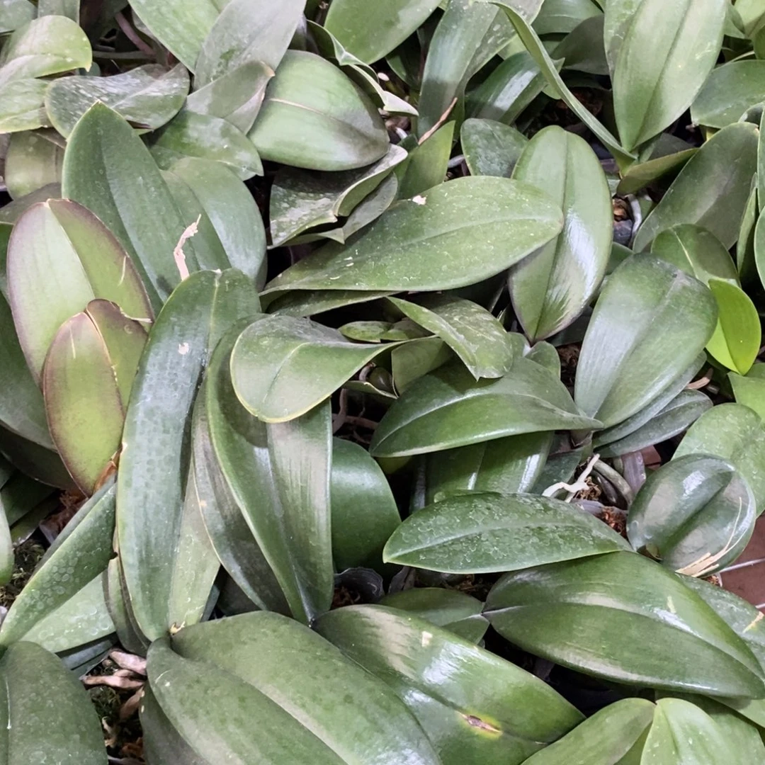 大部分开放少量花苞蝴蝶兰花后苗