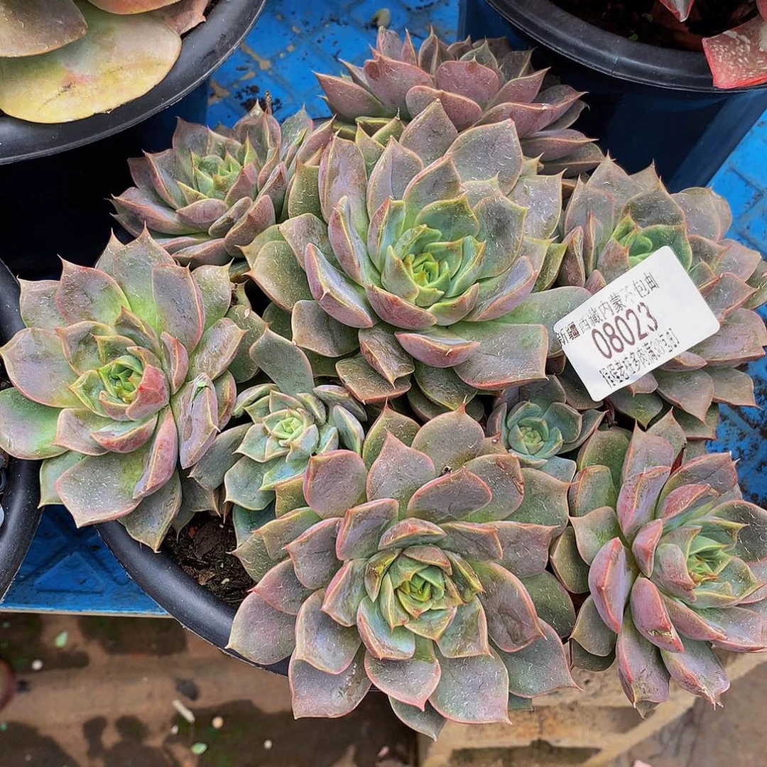 心***雨红玫瑰08023多肉多肉