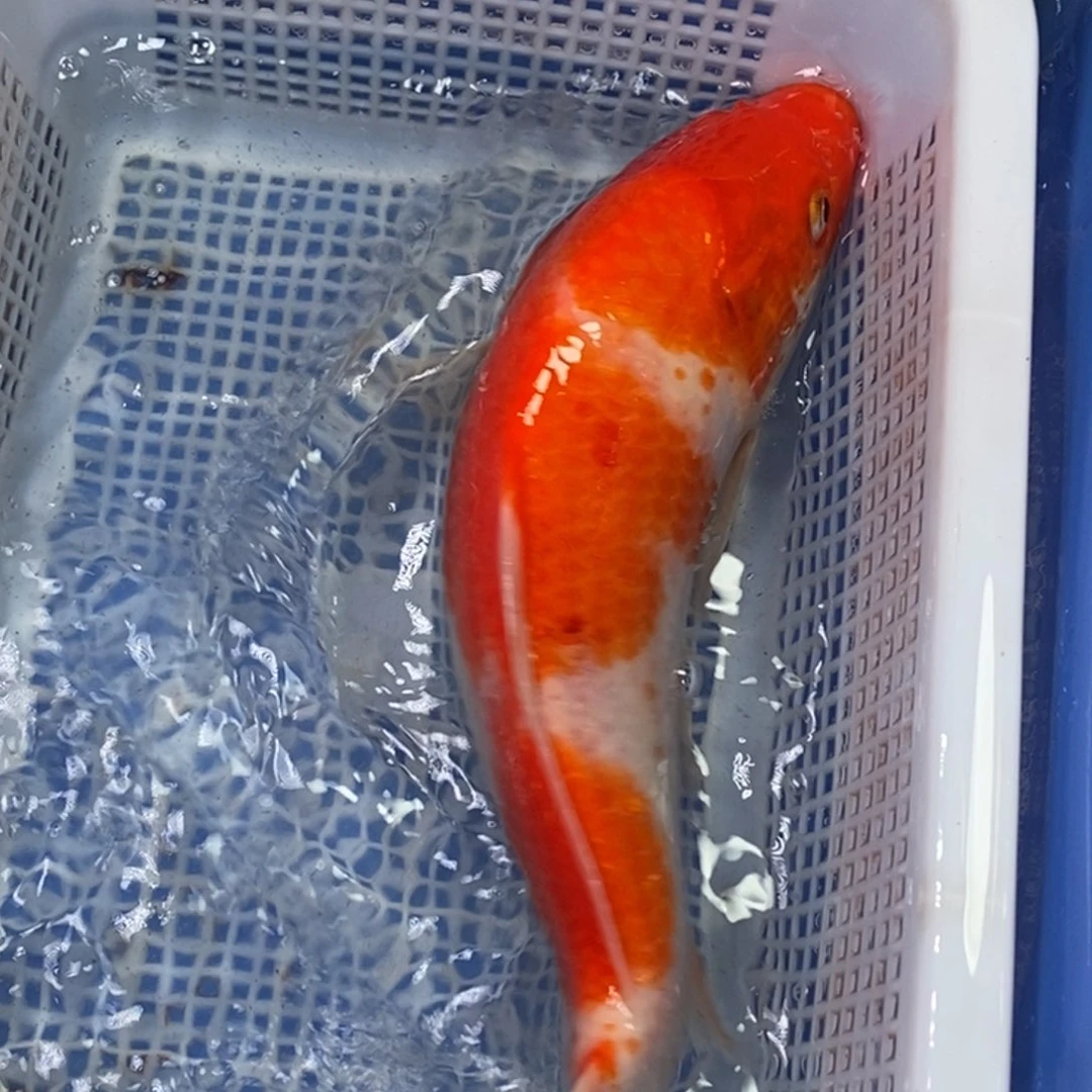 锦鲤冷水锦鲤包邮