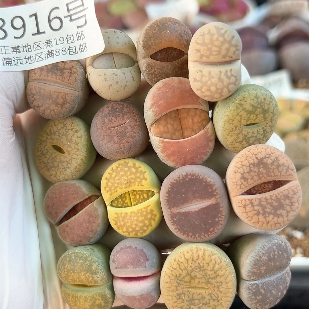 好养易活生石花大母本8916共16颗