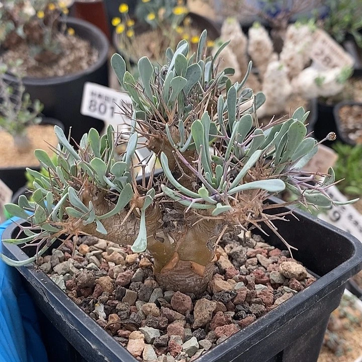 951黑鬼殿厚敦菊带盆一一