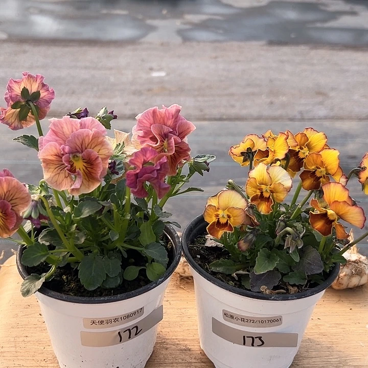 红陶抖音直播闪拍172-173