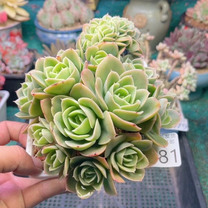 大1481hhjjkkkkkjkkk