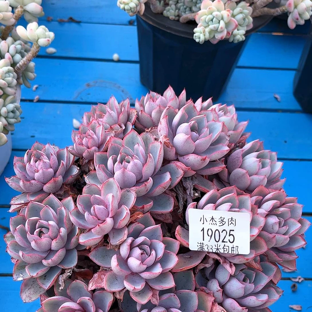 鹤拉女王大19025