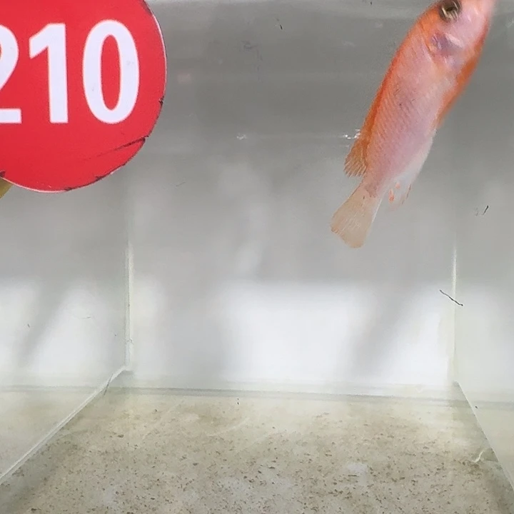 海水210号太阳花红鸡