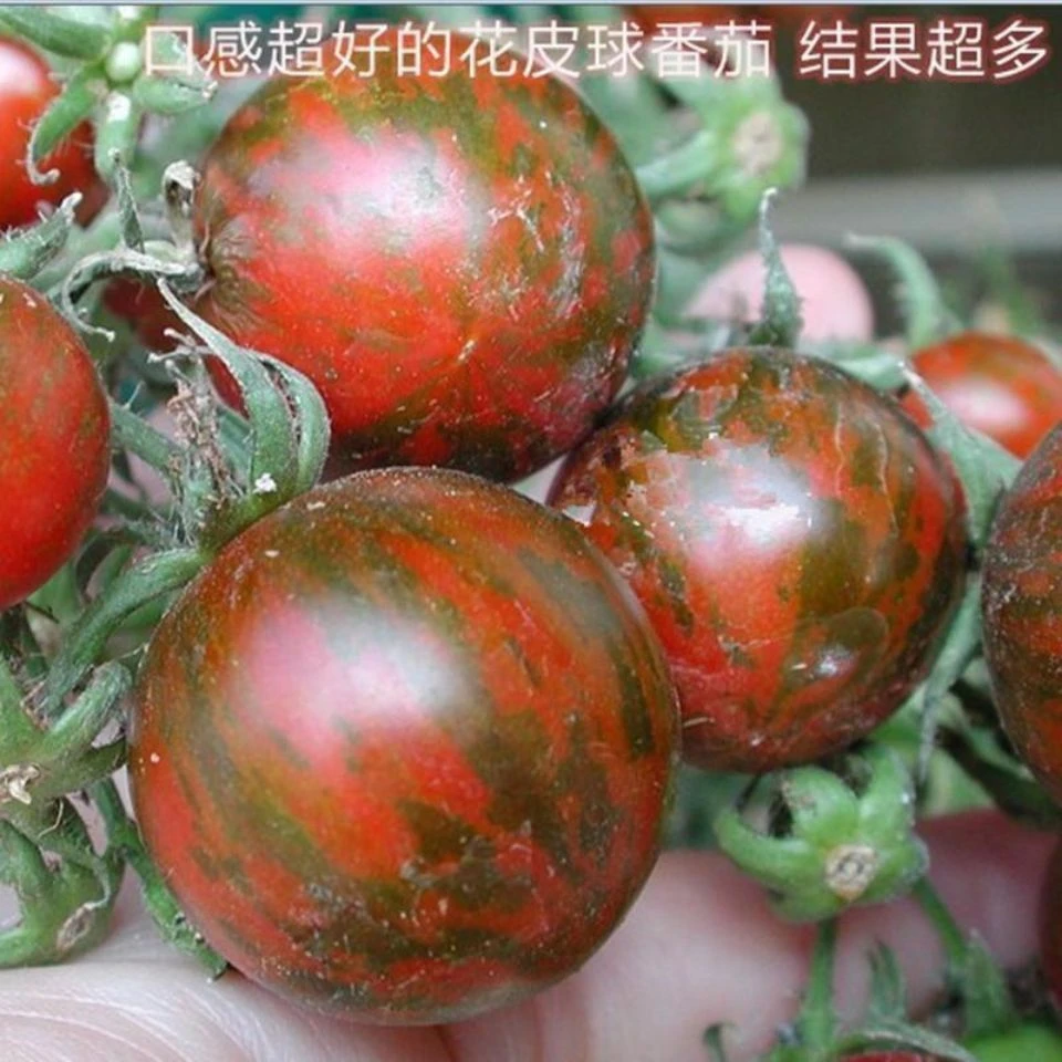 新品上市番茄种子多彩黄绿紫小西红柿籽口感好外观美营养高