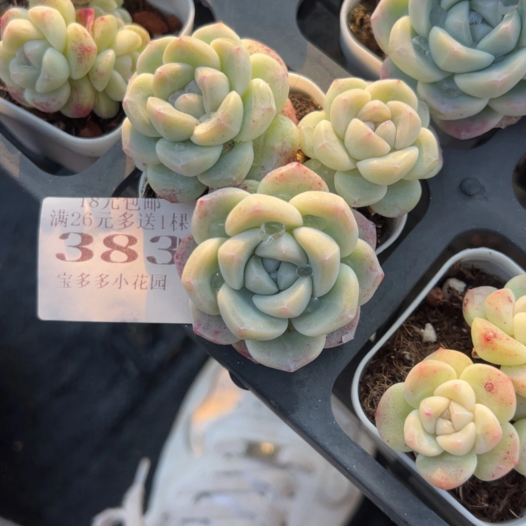 383号三头白底奶油冰玉一物一拍满18包邮