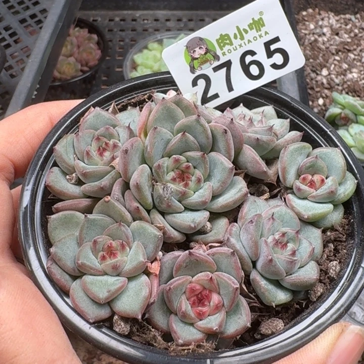多肉植物多肉植物