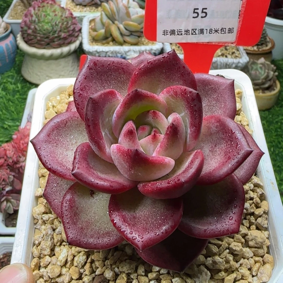 解忧植物多肉编号55