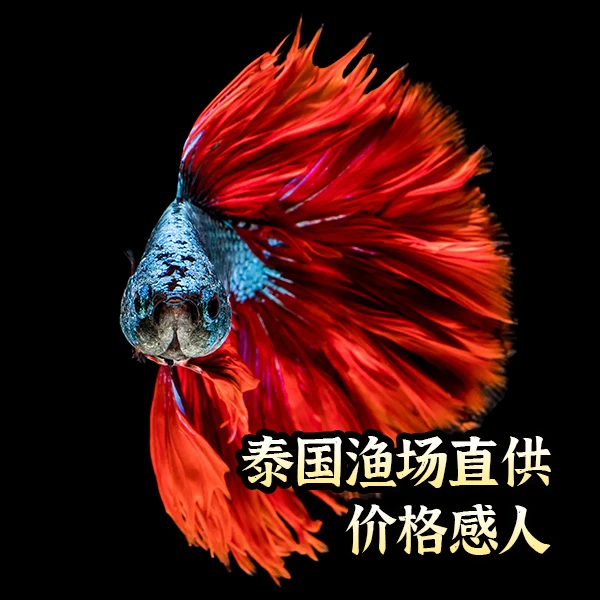 泰国斗鱼