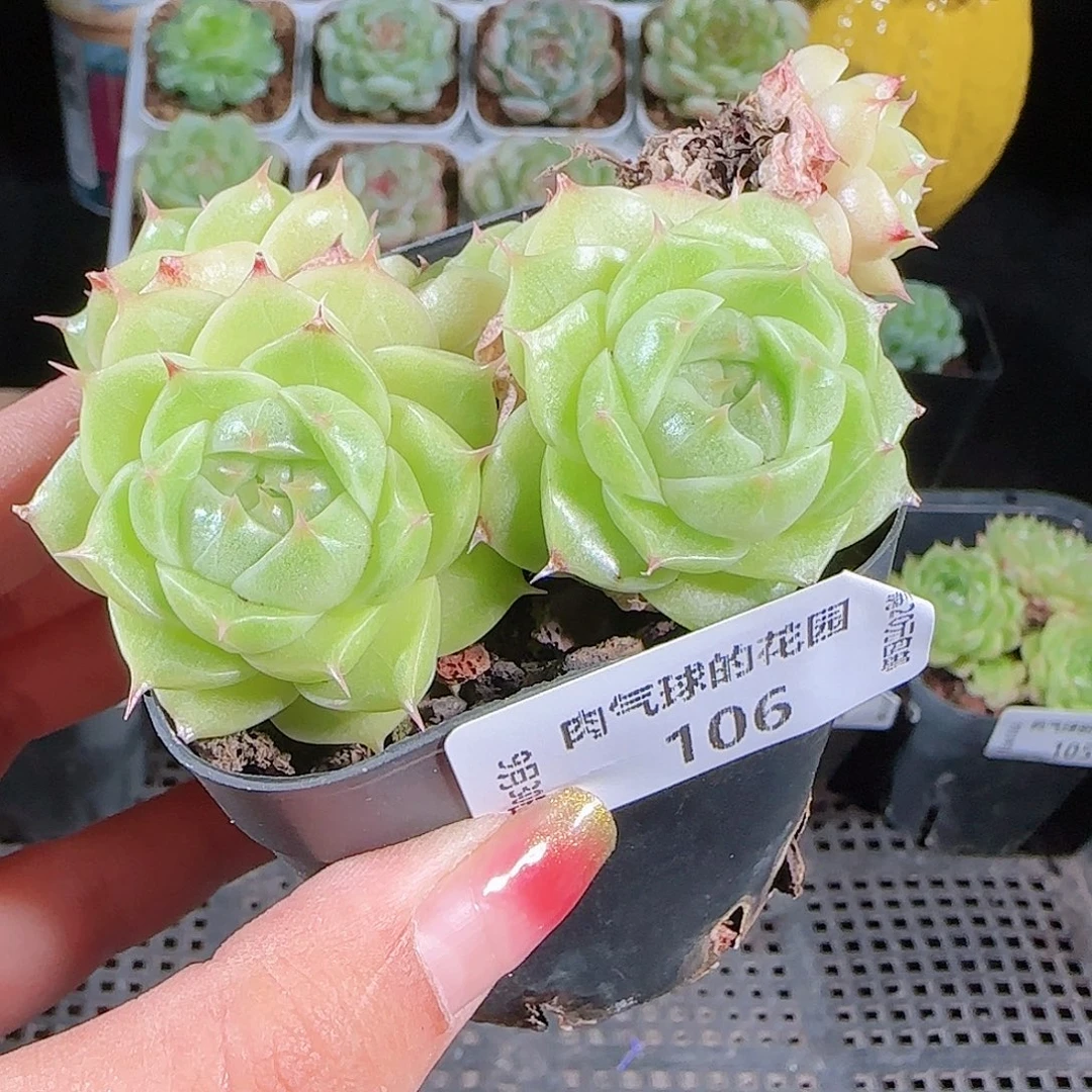 0930-106麦秆优选不包整