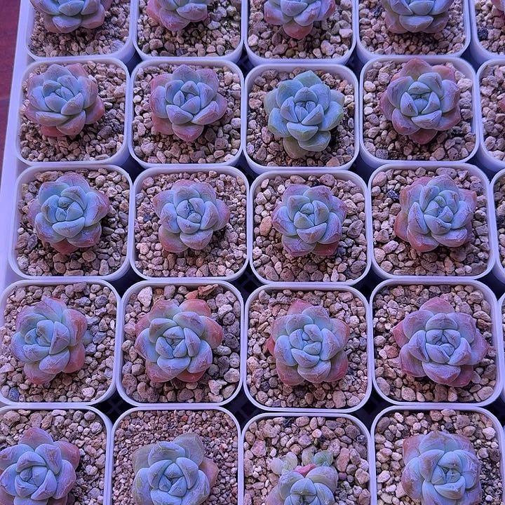 精控冰玉7颗一组一物一拍