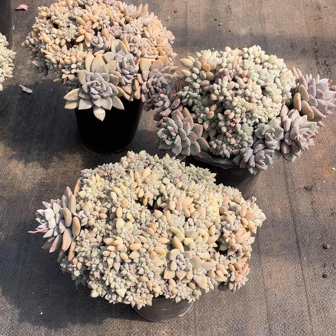 胖美人缀化68米 量拍多肉