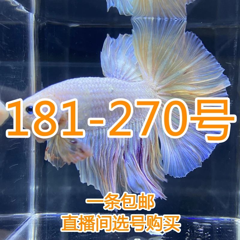 泰国精品斗鱼 热带小型观赏鱼 直播间选号购买181-270号 活体发货