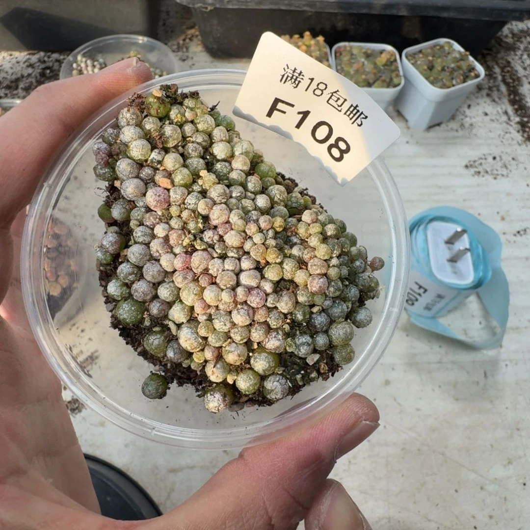 F108。小灯泡一盒数量超级多