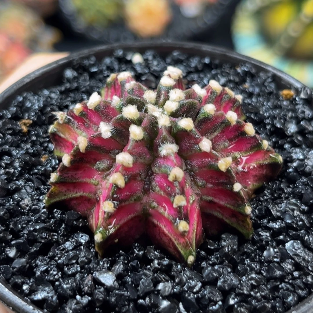 紫罗兰 米哈仙人球