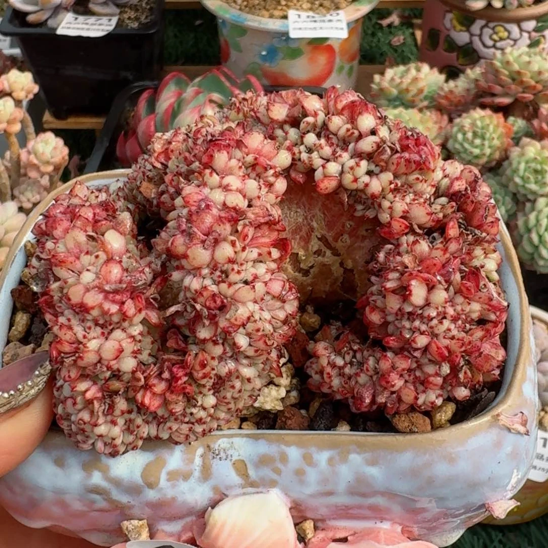 1820一物一拍（满28包邮