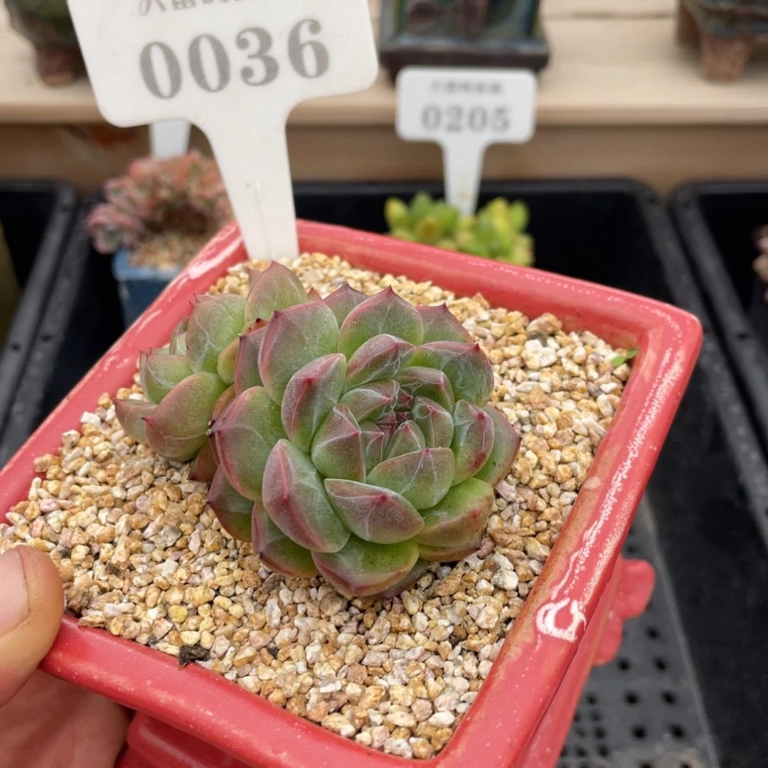 0036春风不带盆7厘米