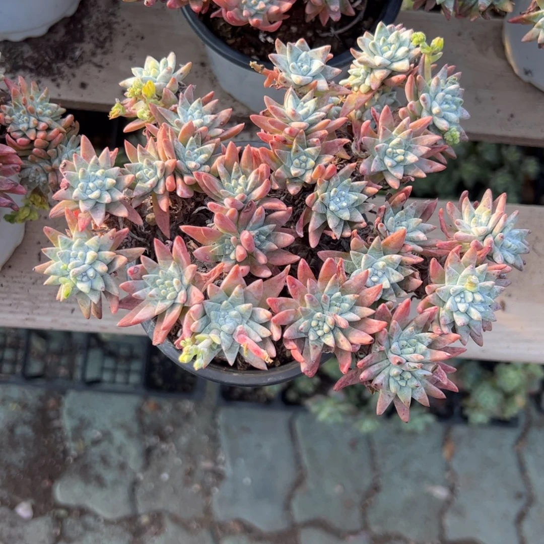 白鹭老庄多肉植物精品