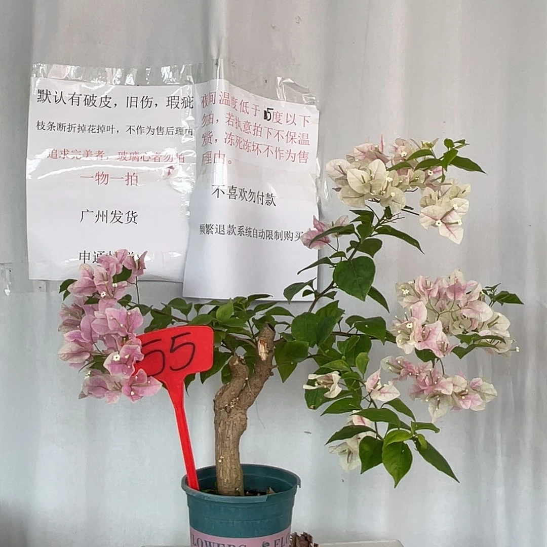 当前无花栽培后可以开花55广红樱桩，有旧伤破皮