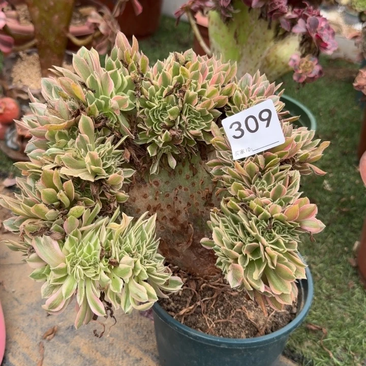 男神法师锦缀化309
