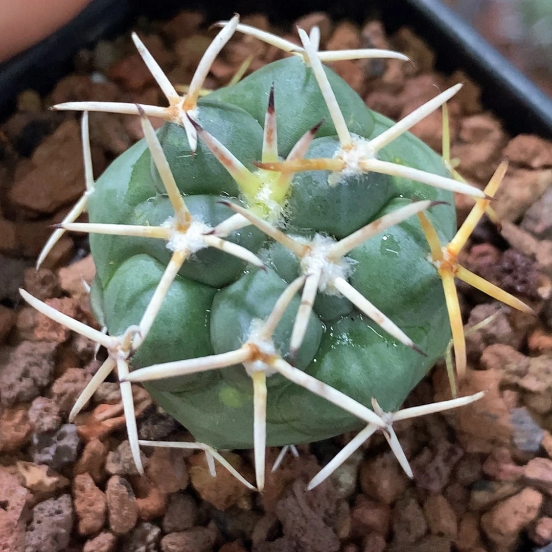 孤品实生特选株刺色纹路龙角冠3.2cm